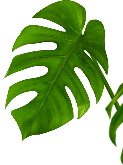 Decorative Monstera Leaf